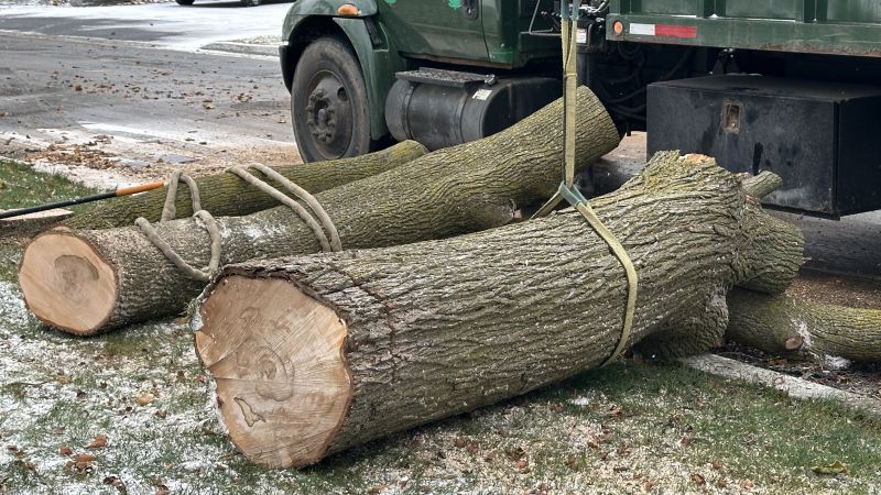 Top Rated Tree Removal Products