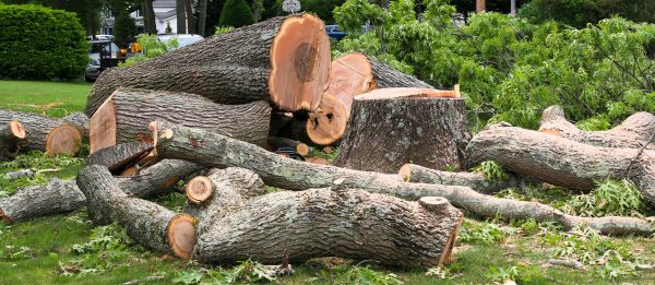 Large Tree Removal in West Des Moines