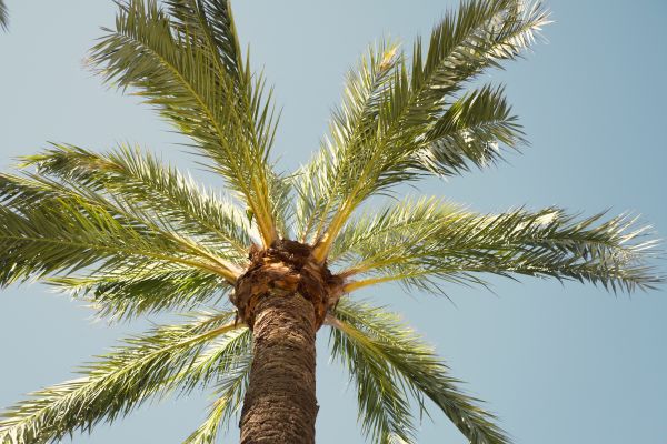 Palm Tree Removal in West Des Moines