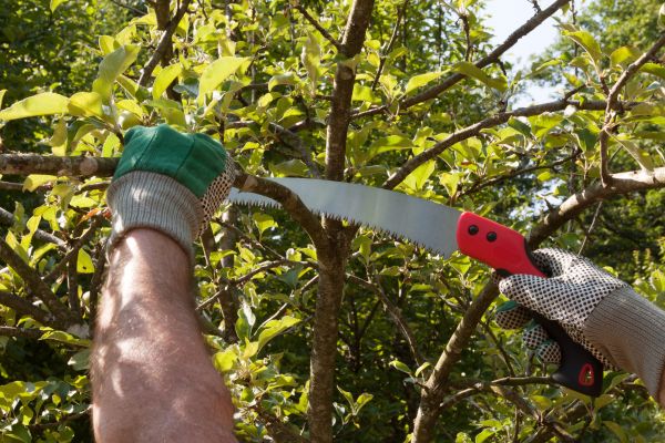 Small Tree Removal in West Des Moines