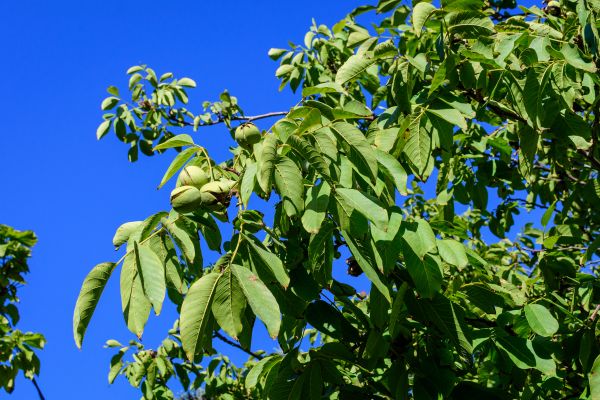 Cost of Walnut Tree Removal in West Des Moines