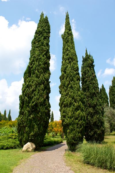 Cost of Cypress Tree Removal in West Des Moines