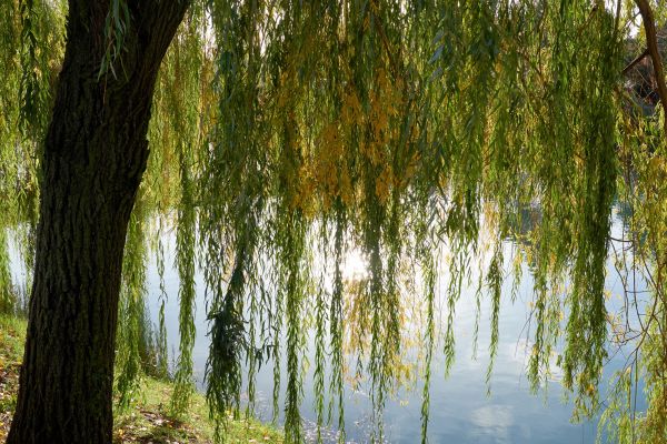 Cost of Willow Tree Removal in West Des Moines