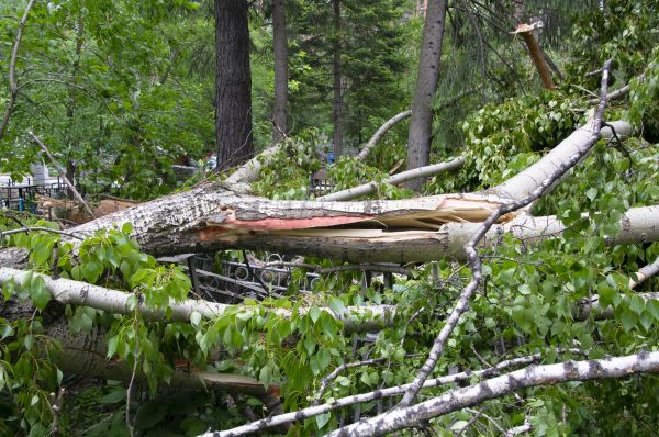 Birch Tree Removal in West Des Moines