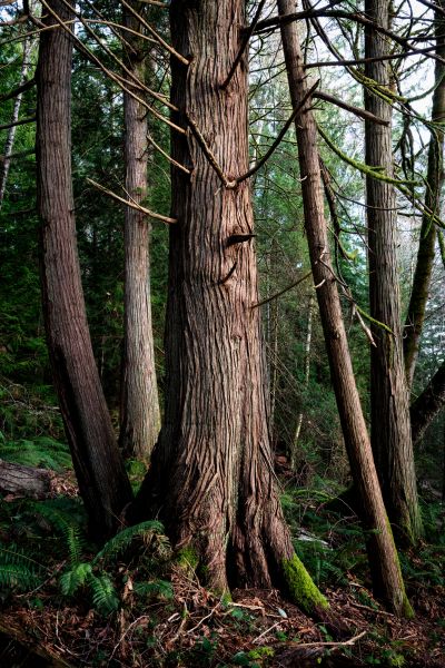 Cost of Cedar Tree Removal in West Des Moines