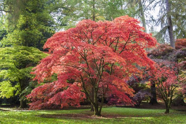 Cost of Maple Tree Removal in West Des Moines