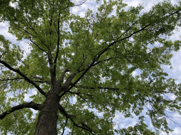 Cost of Oak Tree Removal in West Des Moines