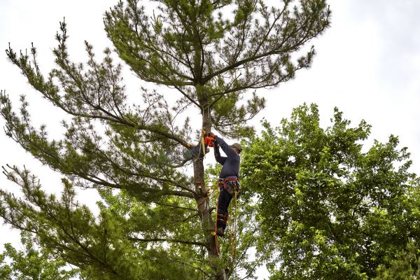 Cost of Pine Tree Removal in West Des Moines