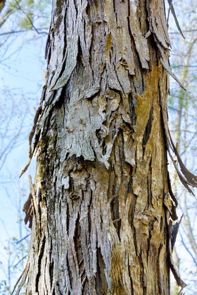 Hickory Tree Removal in West Des Moines