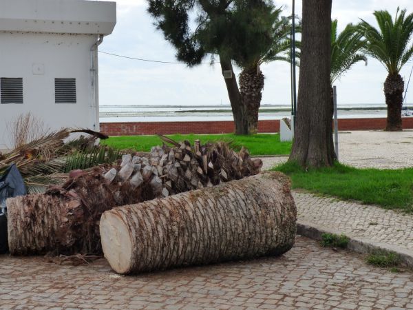 Palm Trees Removal in West Des Moines