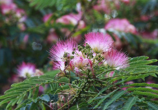 Mimosa Tree Removal in West Des Moines