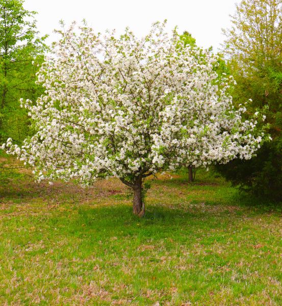 Dogwood Tree Removal in West Des Moines