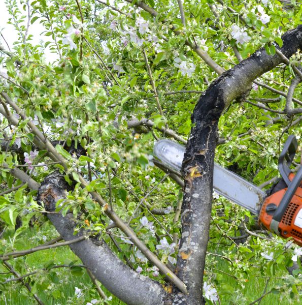 Apple Tree Removal in West Des Moines