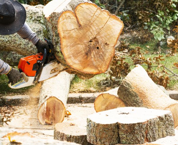 Tree Removal Service in West Des Moines