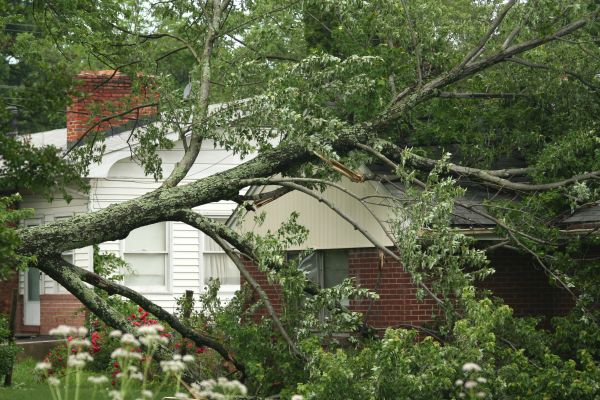 Emergency Tree Removal in West Des Moines