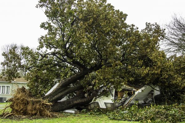 Fallen Tree Removal in West Des Moines