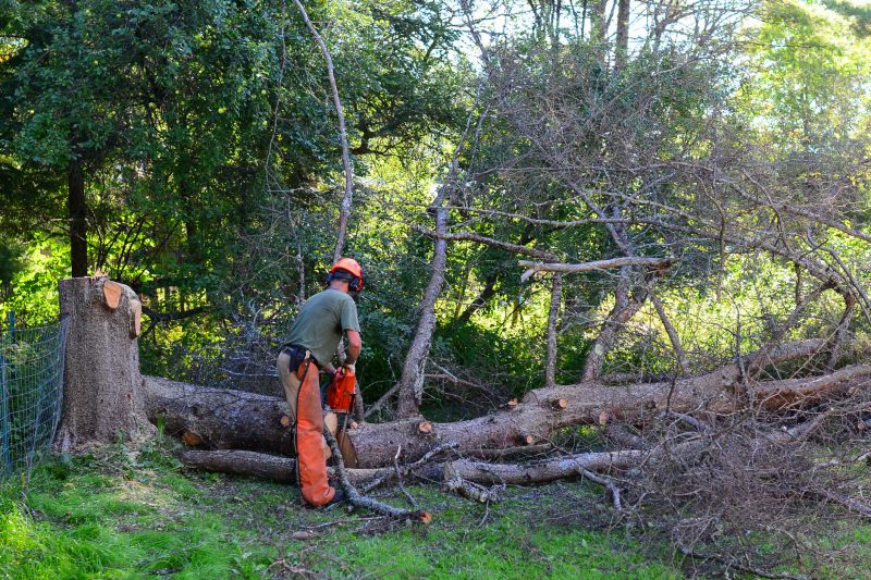 Apple Tree Removal