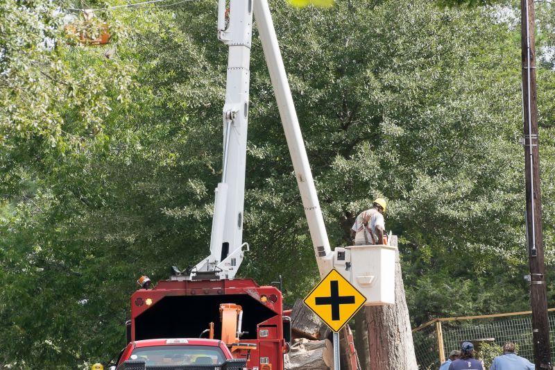 Tree Removal