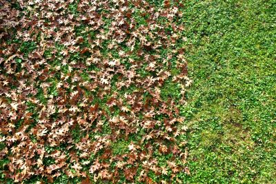 Leaf Removal for Yard Maintenance