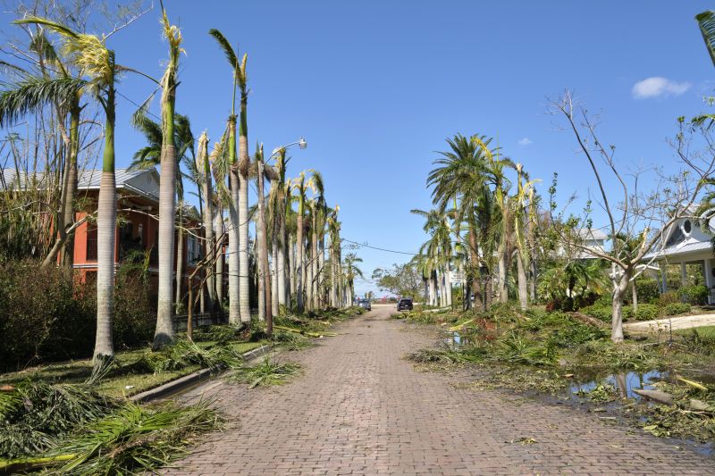 Fallen Tree Debris