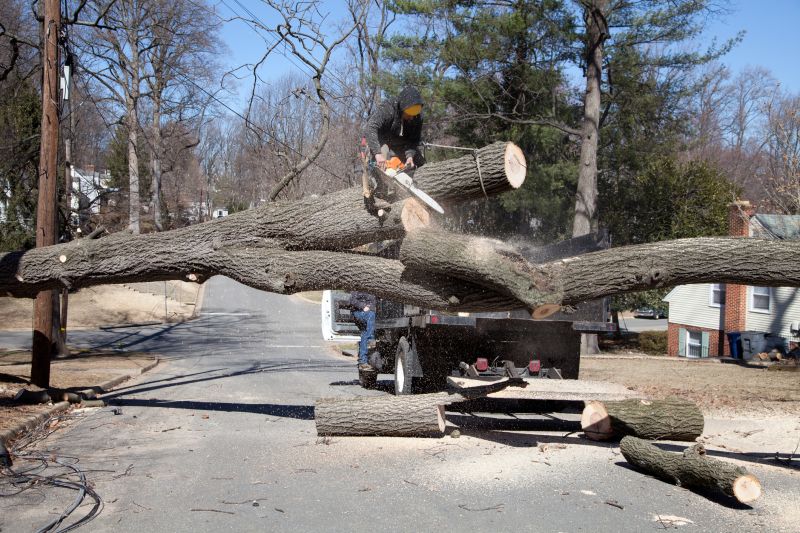 Clearing Fallen Trees