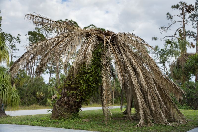 Palm Trees Removal