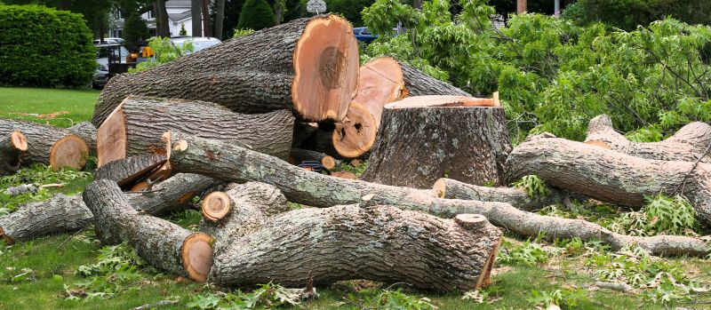 Tree Removal Service
