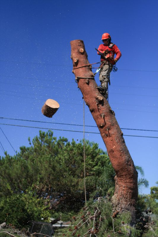 Tree Cutting in Progress