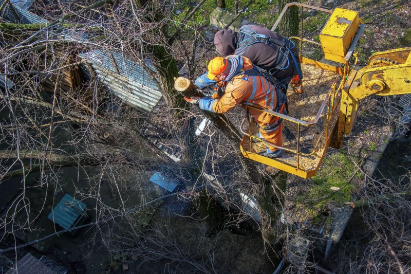 Tree Removal Crew at Work